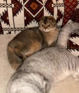 قطوتين سكوتش فولد للبيع