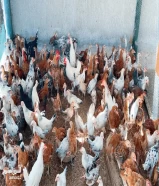 For sale Sussex, Maran and Arabian chickens, inherited by pure Africans