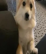 جيرمان سبيتز للتبني