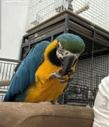 للبيع مكاوو اليف جدا اليف مع الاطفال