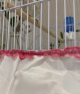 للبيع فحل ياسمين طائفي