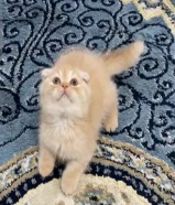 للبيع كيتن طيب