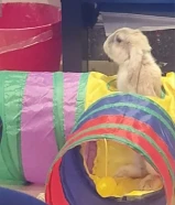 - أرنب هولندي قزم للبيع