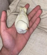 للبيع فرخ البينو لوفبيرد نهايه عس ربببوه قووويه الوصف كامل تخت