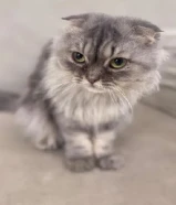 للتبني قطتين