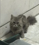 قطه للتبني شيرازي عمرها 6. 7 شهور انثى