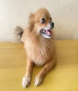 كلب صحي ونشيط ولعوب ومع القفص