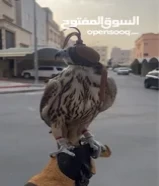 للبيع حر من حر