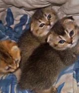 كتنز سكوتش فولد