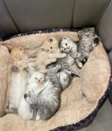 اسكاتش فولدد إيرز شورت هير