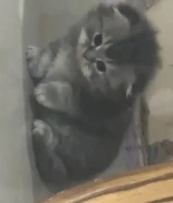 للبيع قطط سكوتش فولد