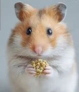 هامستر سوري & Syrian Hamster