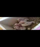 فروخ كراوان البينو ابيض