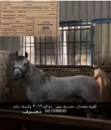 لللبيع حصان مصري معسوف