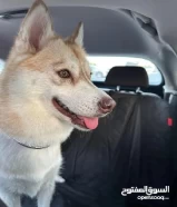 Blonde Siberian Huskey