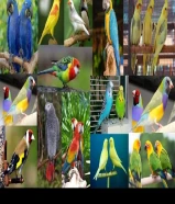 استقبل اي نوع من الطيور