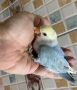 فروخ لوف بيرد عس