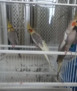 ببغاء كروان