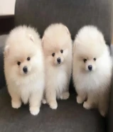 Healthy Male and female White Pomeranian Puppies For Sale