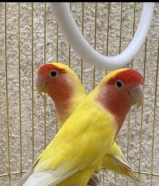 للبيع طيور روز lovebird ................................................... للبيع طيور lovebird