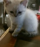 للبيع قطوة انثي عمرها شهرين ونصف