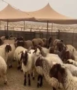 مطلوب غنم نعيم مقنوي التواصل على الواتساب فقط