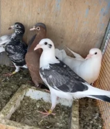 للبيع طبات زاجل