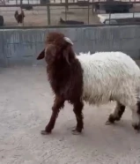 للبيع طليان