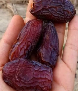 بيع التمر بالجملة والتصدير بدون وساطة" "نحن نقدم أفضل أنواع التمر للبيع بالجملة والتص
