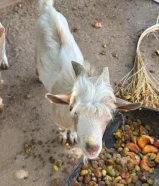 ماعز تشيكا للزينه وللاكل