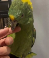 للبيع يلو ناب