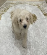 ذكر بودل عمره شهرين