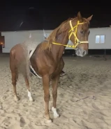 انجليزي بطل