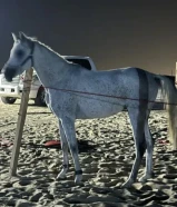 حصان بلدي هادي والبيع سريع واموره طيبه كلها وتوني مقلمه ومركب حذوه قدام فقط