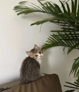 قطو لتبني موجوده تطيعماته لتواصل واتس