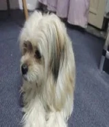 This puppy knows how to bathe and knows how to go to the bathroom when he needs to.