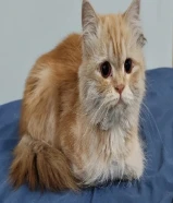 قطه شيرازيه للتبني العاجل