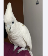 Cockatoo for sale