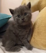 Scottish straight kitten قط كتنز