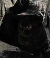 للبيع قطه سكوتش فولد