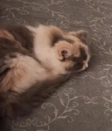 Persian female kitten(Mixed color - Calico)