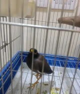 للبيع مينا ربوه