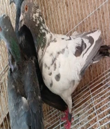 حمام زاجل على نصف دينار الحبة67