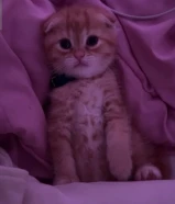 للبيع سكوتش فولد