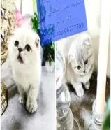 قطط سكوتش فولد بيور