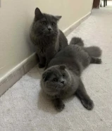 بسم الله ماشاء الله قطط للبيع