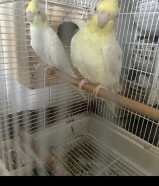 زوج كروان هولاندى