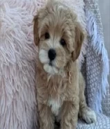 Maltipoo puppy