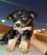 هاسكي حديث الولاده