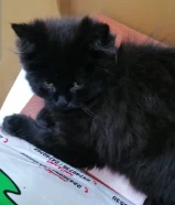 قطط بريتش للبيع